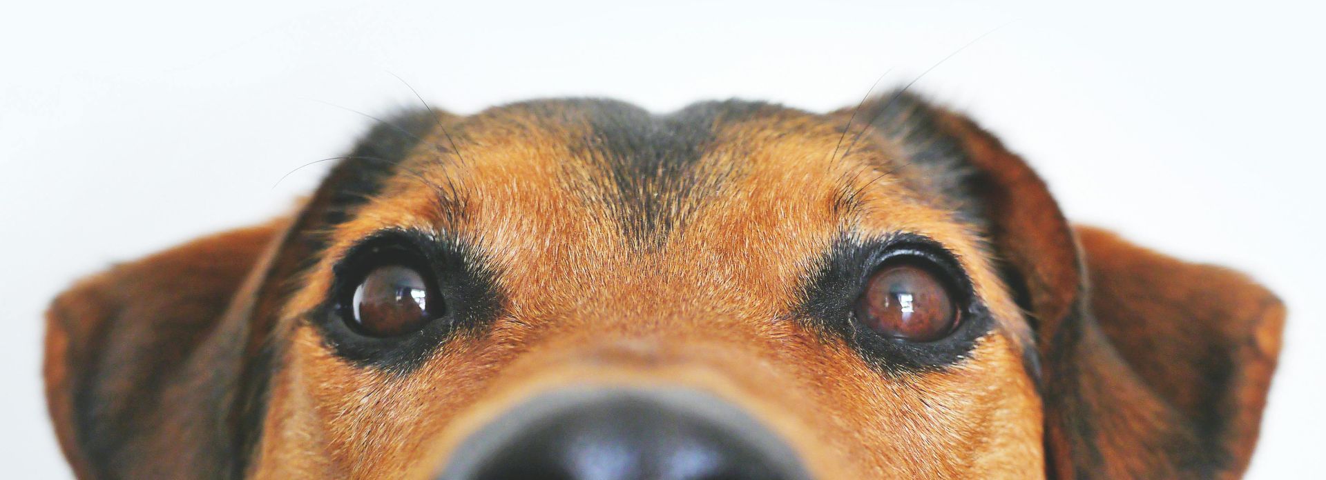 Closeup Photo of Brown and Black Dog Face