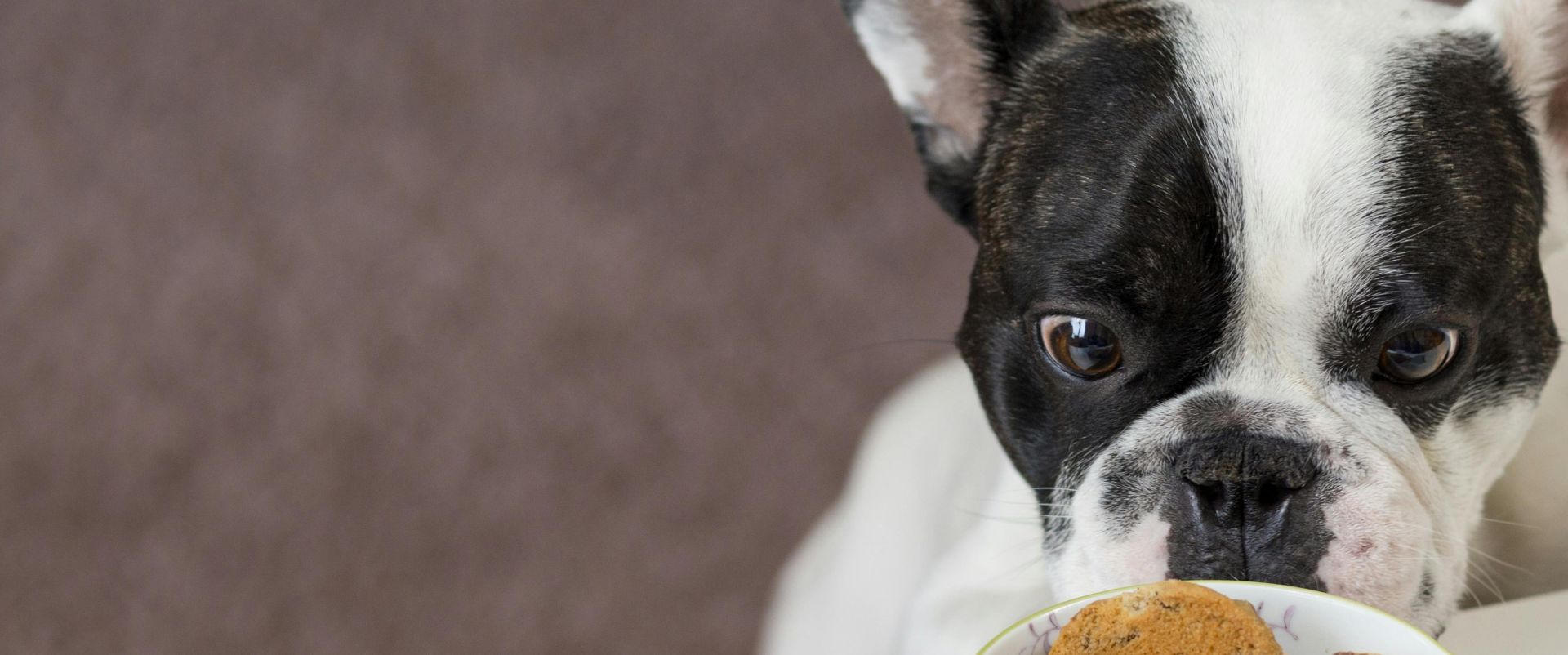 White and Black English Bulldog Stands in Front of Crackers on Bowl at Daytime