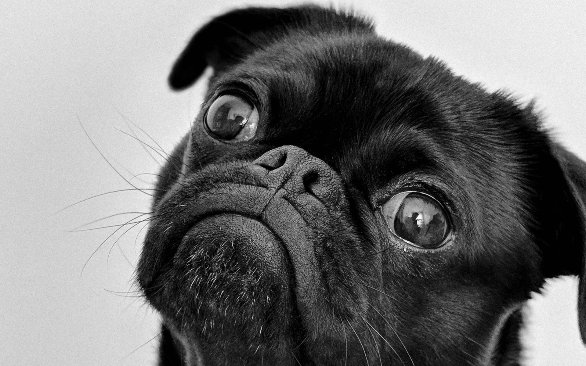 Portrait Photo of an Adult Black Pug