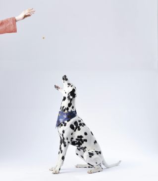 Dalmatian Sitting White Surface